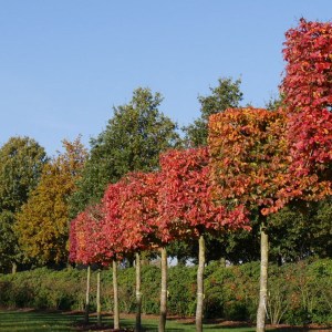 hrab obyčajný, hrab obycajny, carpinus betulus, carpinus, hrab, hraby, plot z hrabu, hrab obyčajný tvar špalier kmienik 150cm, hrab obyčajný tvar špalier