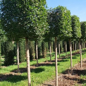 hrab obyčajný, hrab obycajny, carpinus betulus, carpinus, hrab, hraby, plot z hrabu, hrab obyčajný tvar špalier kmienik 180cm, hrab obyčajný tvar špalier