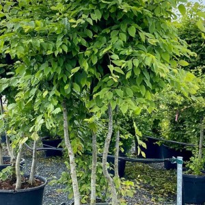 hrab obyčajný tvar viackmeň, hrab obycajny, carpinus betulus, carpinus, hrab, hraby