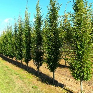 hrab, fastigiata, sadenice stromov, okrasné stromy, listnaté dreviny, záhradné rastliny, stĺpovité stromy