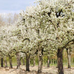 hruška bohemica 250-300cm, pyrus bohemica,hruška bohemica,okrasná hruška,okrasný strom,biele kvety,solitér,záhrada,park,listnaté dreviny