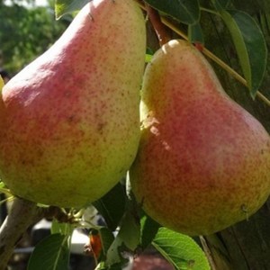 hruška nitra, pyrus communis, pyrus, jesenná odroda hrušky