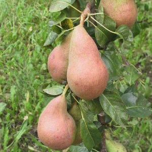 hruška nitra, pyrus communis, pyrus, jesenná odroda hrušky