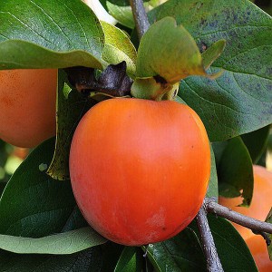 hurmikaki hana fuyu, diospyros kaki hana fuyu, hurmikaki