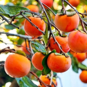 hurmikaki hana fuyu, diospyros kaki hana fuyu, hurmikaki