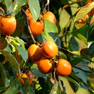 hurmikaki o´gosho, diospyros kaki o´gosho, hurmikaki