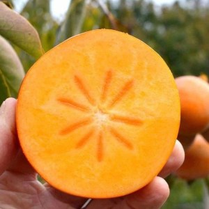 hurmikaki o´gosho, diospyros kaki o´gosho, hurmikaki
