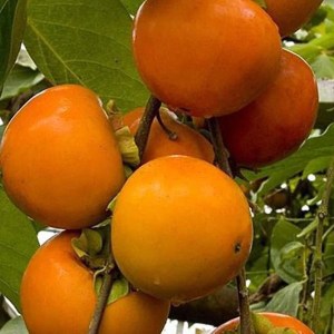 hurmikaki o´gosho, diospyros kaki o´gosho, hurmikaki