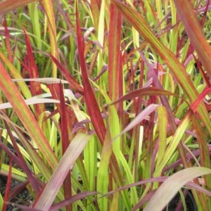 imperata cylindrica Red Baron, impperata, imperata cylindrica 