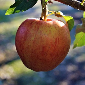 duo jabloň fuji gala, malus domestica fuji, malus domestica gala, malus fuji gala, duo malus fuji gala