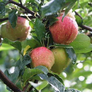 duo jabloň fuji gala, malus domestica fuji, malus domestica gala, malus fuji gala, duo malus fuji gala