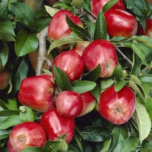 jabloň gloster, jabloň gloster, jablon gloster, gloster, malus, malus domestica, malus domestica gloster