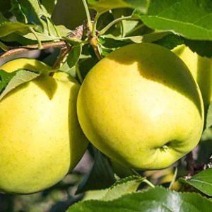 jabloň golden delicious , jablone golden delicious , jabĺčka golden delicious, jablko golden delicious , jablká golden delicious, golden delicious, jablko, jablká