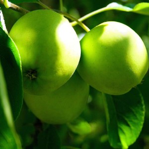 duo jabloň idared-golden delicious, malus domestica idared, malus domestica golden delicious