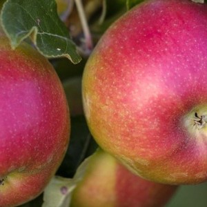 duo jabloň idared-golden delicious, malus domestica idared, malus domestica golden delicious