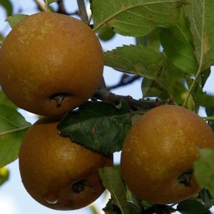 jabloň kožená reneta, kormoš, jabloň reneta, jabloň kormoš, malus, malus domestica