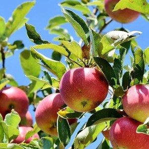 jabloň rubín, jabloň, jablon rubin, jablone rubin, malus domestica, malus domestica rubin