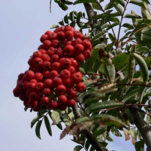 jarabina, sorbus thuringiaca fastigiata, jarabina vtáčia, jarabina vtacia, jarabina turingová, jarabina fastigiata