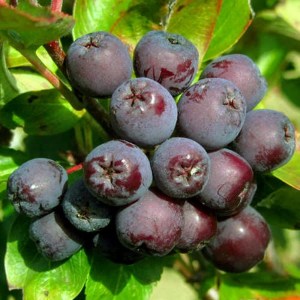 jarabina burka,sorbus burka,okrasný strom,ovocný strom,jedlé plody,tmavé plody,solitér,záhrada,park