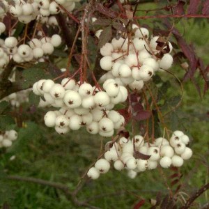 jarabina vtáčia, sorbus aucuparia, jarabina, sorbus, jarabina vtacia, sorbus koehneana