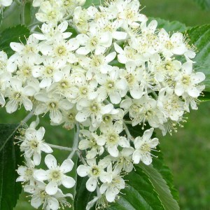 jarabina mukyňová gigantea, sorbus aria gigantea, jarabina mukyňová gigantea 300-350cm