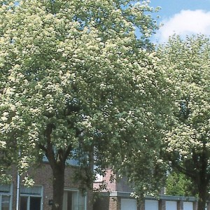 jarabina mukyňová, sorbus aria gigantea