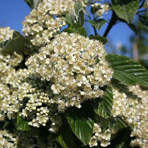 jarabina mukyňová magnifica, sorbus aria magnifica, jarabina mukyňová magnifica 300-350cm