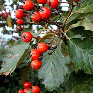 jarabina prostredná, sorbus intermedia, jarabina, sorbus, jarabina prostredna