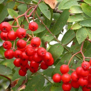 jarabina vtáčia, sorbus aucuparia, jarabina, sorbus, jarabina vtacia