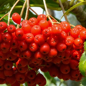 jarabina vtáčia dodong, sorbus aucuparia dodong, dodong, jarabina vtáčia dodong 250-300cm