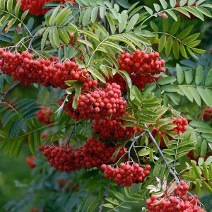 jarabina vtáčia edulis, sorbus aucuparia edulis, edulis, jarabina vtáčia edulis 300-350cm