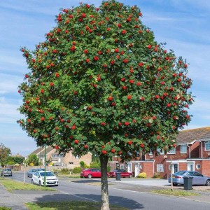 jarabina vtáčia viackmeň, sorbus aucuparia, jarabina viackmeň, jarabina viackmen, jarabina viackmen 250-300cm