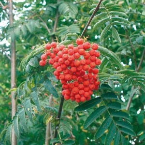 jarabina vtáčia wettra, sorbus aucuparia wettra, wettra, jarabina vtáčia wettra 300-350cm