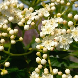 jarabina wilfordii,sorbus wilfordii,okrasný strom,jarabina,dekoratívne plody,solitér,záhrada,park