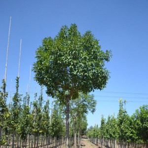 jaseň mannový meczek, fraxinus ornus meczek, jaseň mannový, jaseň meczek, jaseň mannový meczek 250-300cm