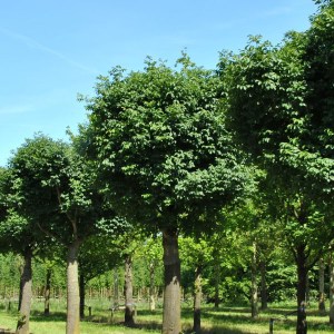 jaseň mannový meczek, fraxinus ornus meczek, jaseň mannový, jaseň meczek, jaseň mannový meczek 300-350cm