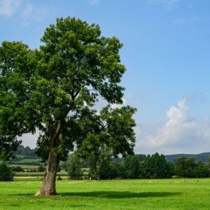 jaseň štíhly, fraxinus excelsior, jaseň, jasen stihly, fraxinus, jaseň obvod kmeňa 12-14cm, jaseň 350-400cm