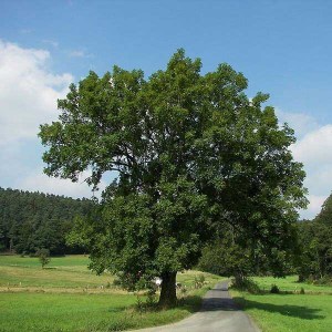 jaseň štíhly, fraxinus excelsior, jaseň, jasen stihly, fraxinus, sadenica jaseňa