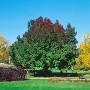 jaseň úzkolistý raywood, fraxinus angustifolia raywood, jaseň úzkolostý, jaseň raywood