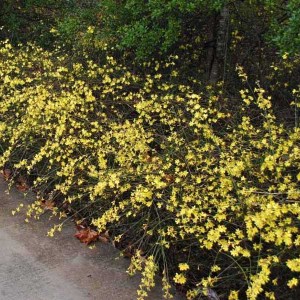 jazmín nahý, jasminum nidiflorum, jazmín, jazmin, jasminum, jasmin nahy