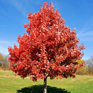 javor červený brandywine, acer rubrum brandywine, javor brandywine, acer brandywine