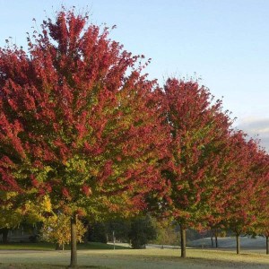 javor červený brandywine, acer rubrum brandywine, javor brandywine, acer brandywine