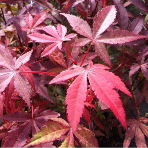 javor dlaňolistý atropurpureum, acer palmatum atropurpureum, javor červený, javor, javor dlaňolistý, javor atropurpureum