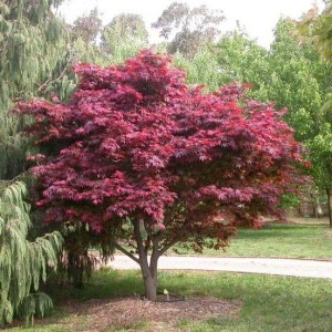 javor dlaňolistý atropurpureum, acer palmatum atropurpureum, javor červený, javor, javor dlaňolistý, javor atropurpureum