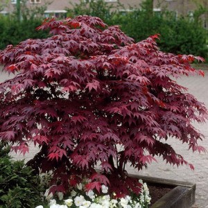 javor dlaňolistý atropurpureum, acer palmatum atropurpureum, javor červený, javor, javor dlaňolistý, javor atropurpureum, javor dlaňolistý atropurpureum 120-140cm