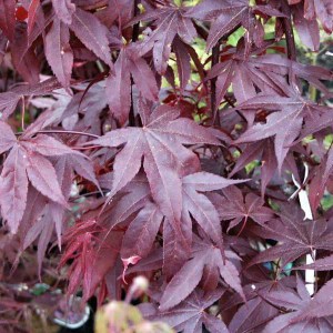 javor dlaňolistý, javor dlanolisty, acer palmatum bloodgood, acer palmatum, acer, acer bloodgood, javor, javory