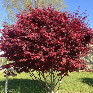 javor dlaňolistý, javor dlanolisty, acer palmatum bloodgood, acer palmatum, acer, acer bloodgood, javor, javory, javor dlaňolistý bloodgood 50-70cm