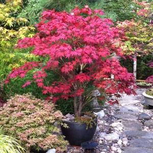 javor dlaňolistý, javor dlanolisty, acer palmatum bloodgood, acer palmatum, acer, acer bloodgood, javor, javory, javor dlaňolistý bloodgood 200-220cm