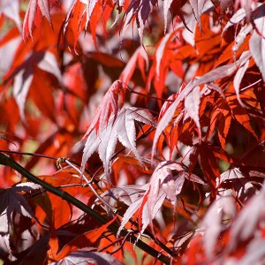 javor dlaňolistý, javor dlanolisty, acer palmatum bloodgood, acer palmatum, acer, acer bloodgood, javor, javory