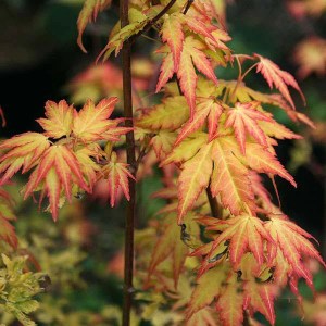 Javor dlaňolistý Orange Dream. Acer palmatum Orange Dream